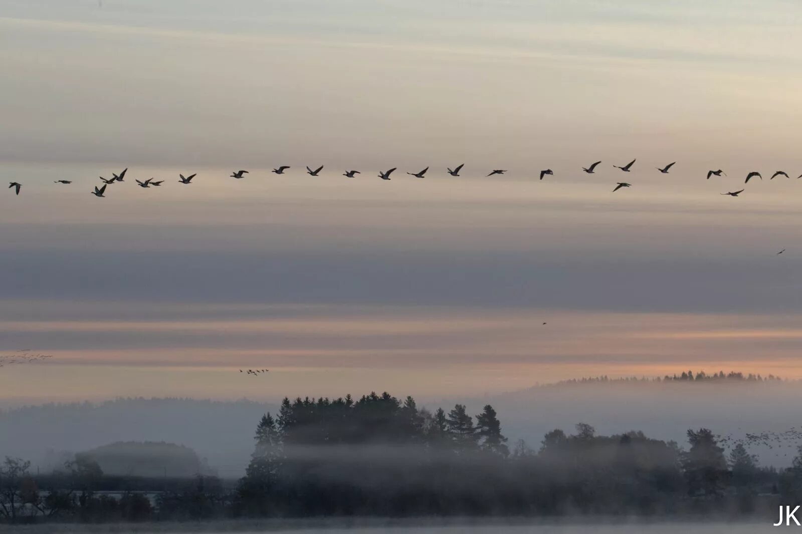 Приближается осень косяки журавлей. Стая птиц. Стая птиц над озером. Ноябрь птицы улетают.