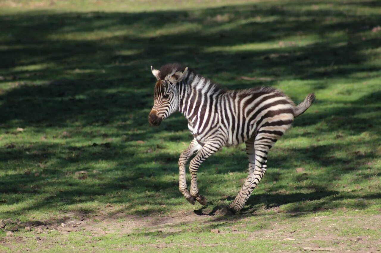 Зебры. Зебра животное. Животное бежит. Зебра бежит.