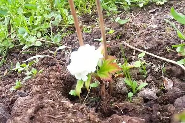 Можно ли сажать калину. Калина бульденеж черенки. Калина бульденеж куст. Черенкование бульденеж. Калина бульденеж черенкование.