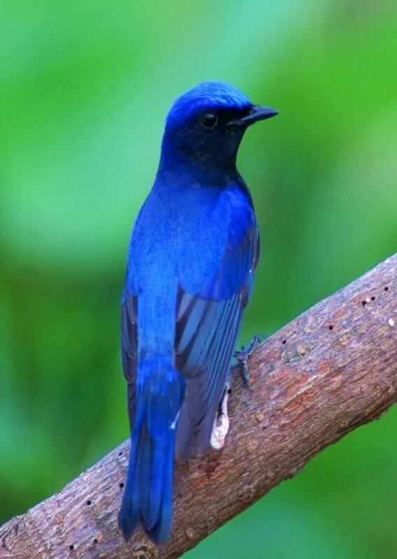 Синяя птица памира. Синий Дрозд. Синяя птица Тянь Шаня. Синяя птица в горах Памира и Тянь-Шаня.