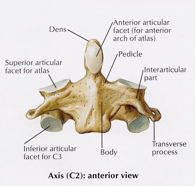 Dens axis