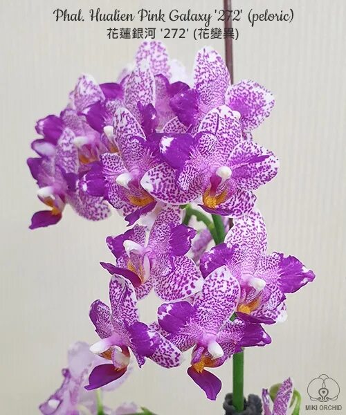 Фаленопсис (Phalaenopsis Miki Galaxy '69') Тайвань - купить в интернет-магазине 