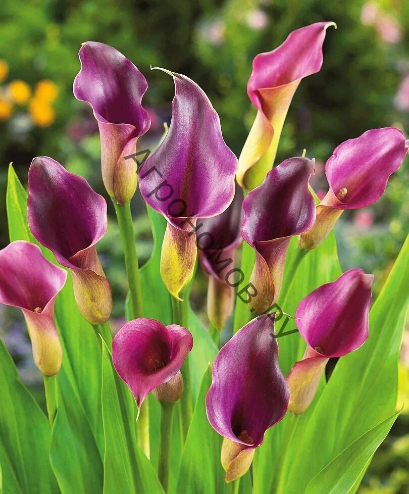 калла из луковицы. луковички каллы. зантедеския. выкапывание клубней каллы. луковицы каллы.