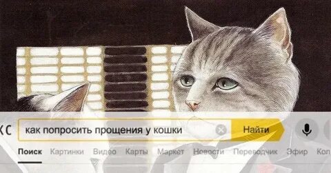 Есть кота 6