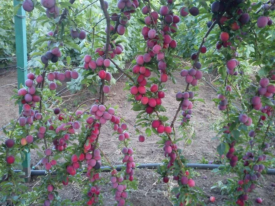 Слива алыча кубанская комета. Кубанская комета слива описание сорта фото отзывы. Кубанская комета размер плодов. Алыча сорт комета. Кубанская комета слива описание сорта фото отзывы.