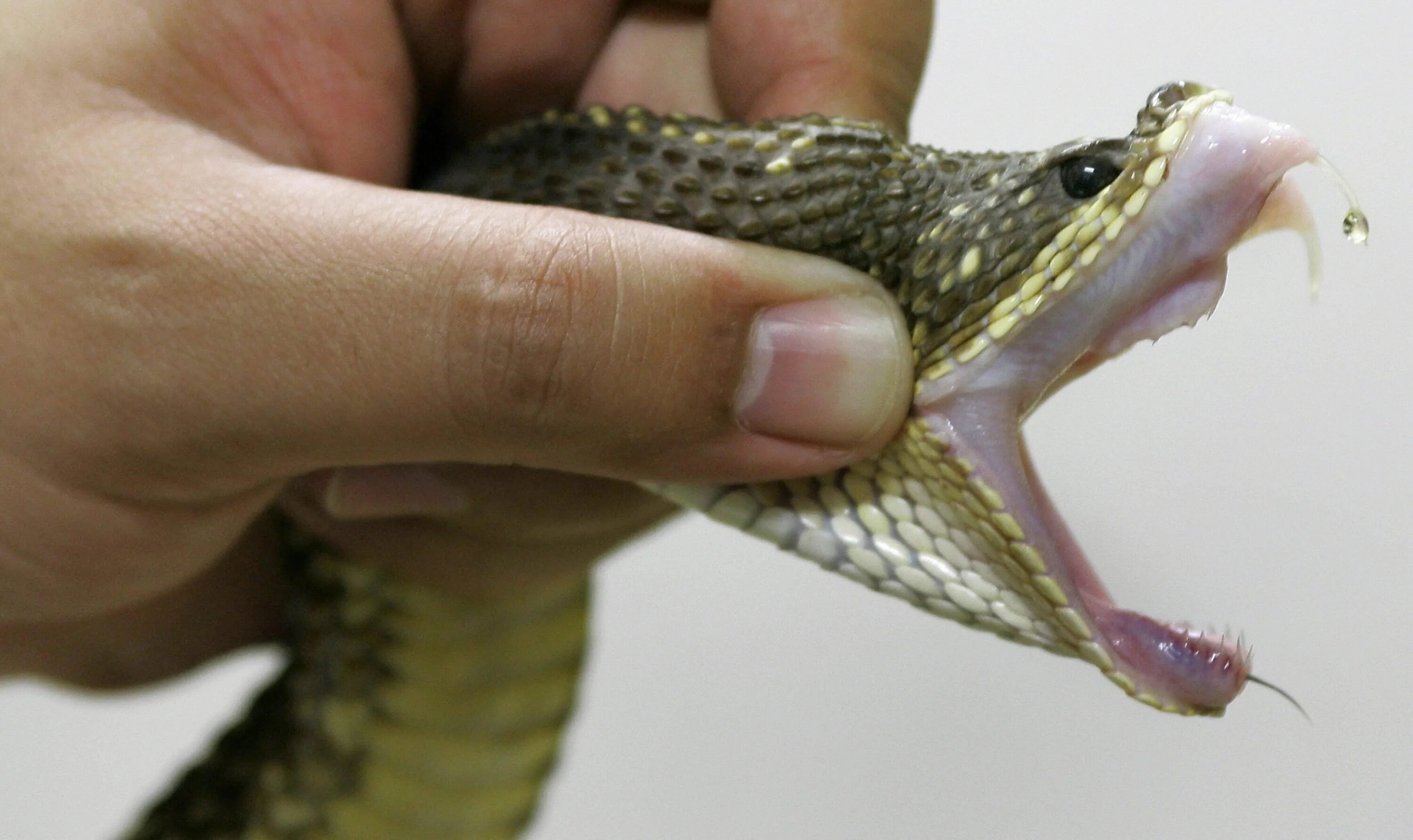 Snake bites. Укусы ядовитых и неядовитых змей.