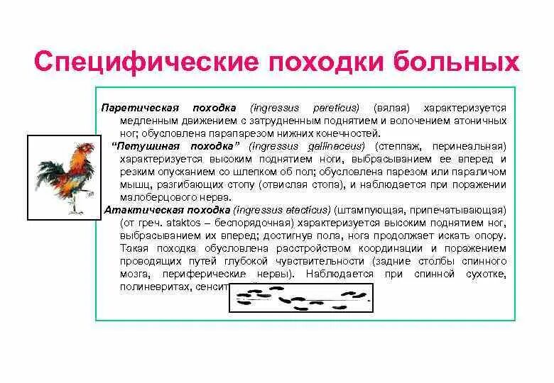Походка степпаж. Паретическая походка. петушиная походка. петушиная походка неврология. петушиная походка какой нерв поврежден.