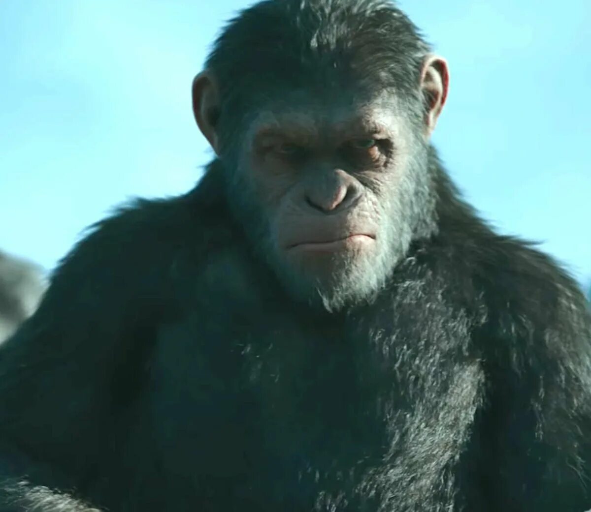 Caesar planet of the apes. Caesar planet of the apes