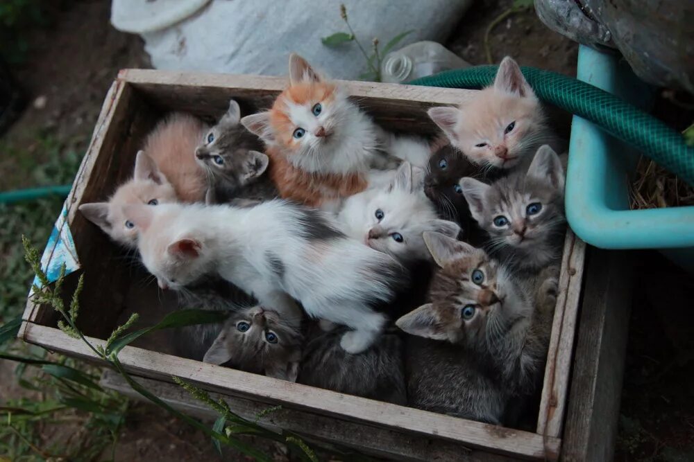 Много котят разных. Много котят. куча маленьких котят. много котят в коробке. очень много котят.