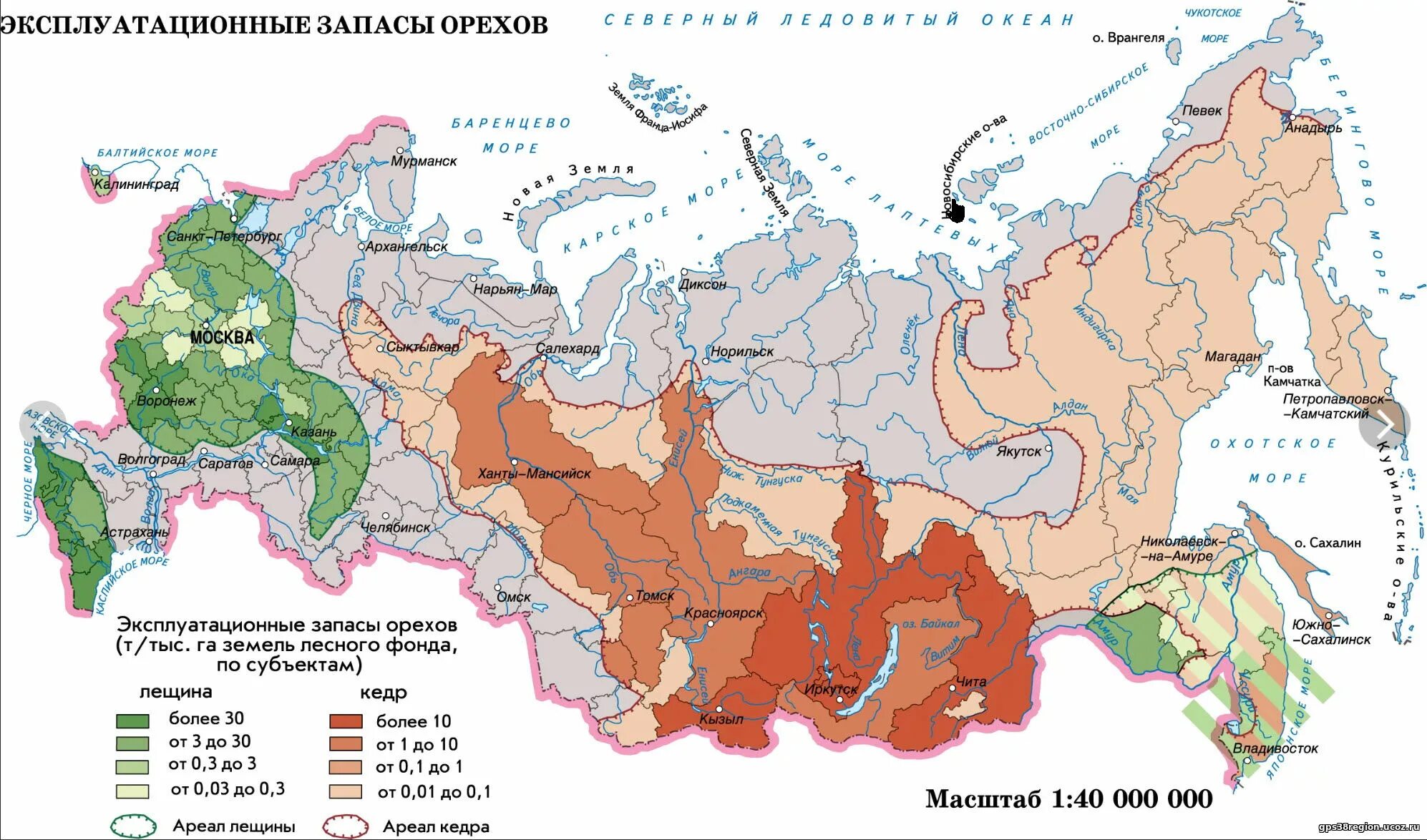 Тайга высота над уровнем моря. Карта кедровых лесов России. Ареал кедра Сибирского. Сибирский кедр распространение на карте. Ареал кедра Сибирского карта.