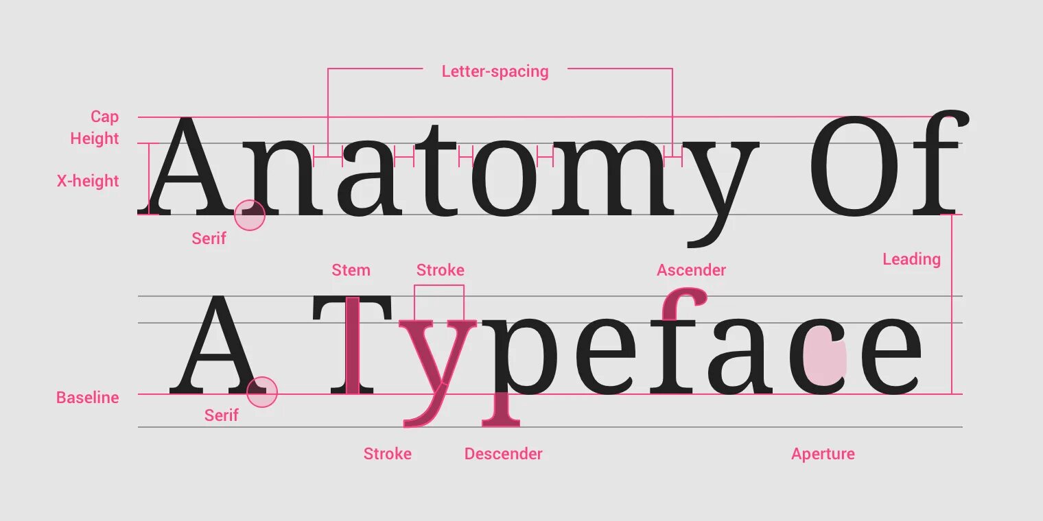 Шрифт это выберите ответ. Анатомия шрифта. Шрифты в типографике. Анатомия буквы в типографике. Виды шрифтов в типографике.