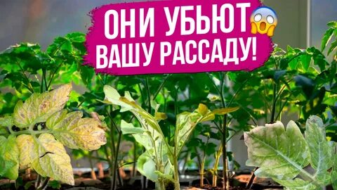 Топ-5 болезней рассады. Борьба с вредителями на рассаде и комнатных растениях. К