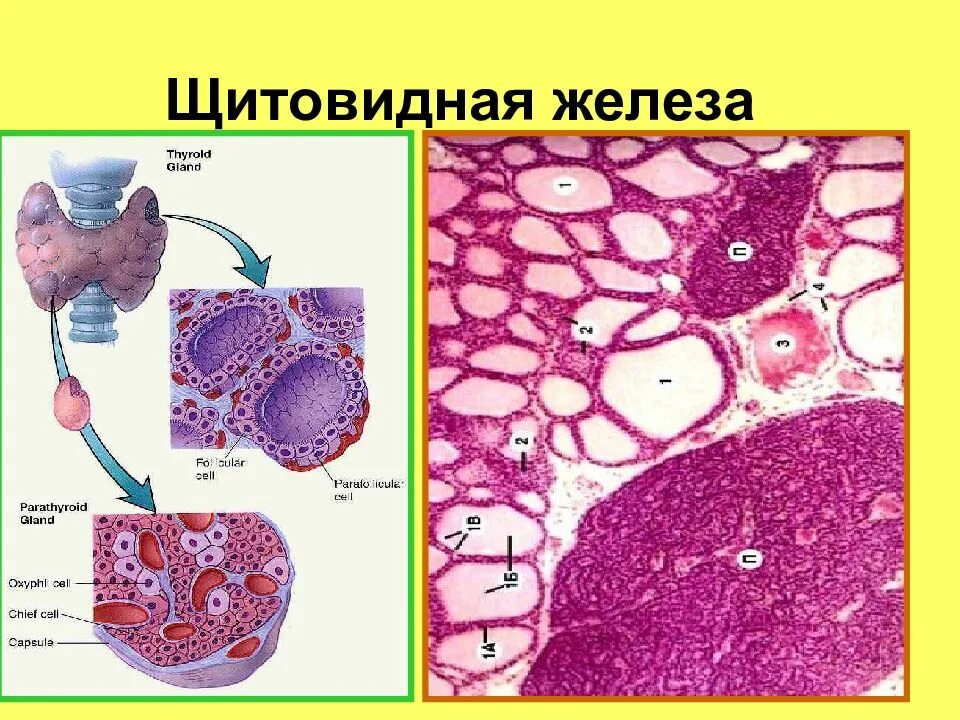 Щитовидная железа гистология препарат. Срез щитовидной железы гистология. Паращитовидная железа гистология. Строение эндокринной железы гистология.