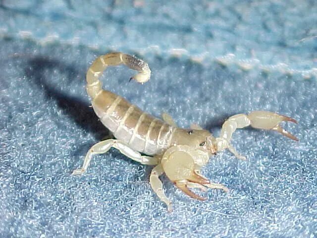 Scorpion white. Скорпион Scorpio Maurus. Белый Скорпион. Скорпион без панциря. Скорпионы с белыми панцирями.