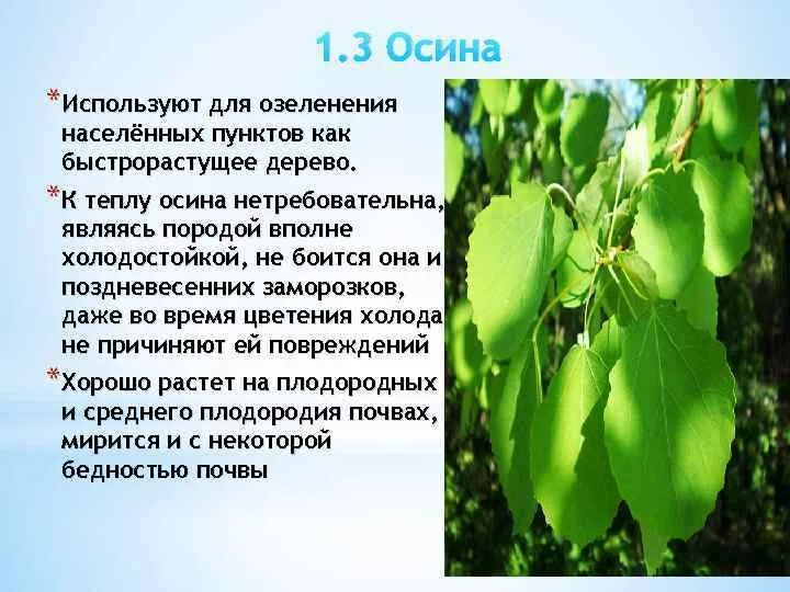 Осина дерево. Осина дерево полезные. Осина картинка с описанием. Осина польза и вред для здоровья