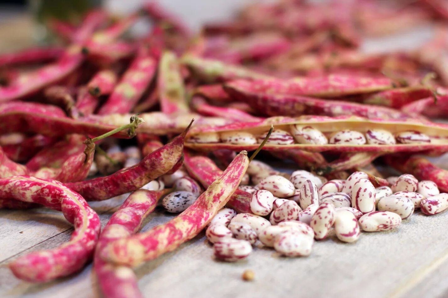 Фасоль белая фото. Фасоль. Фасоль сорт индиана. Бобовый стручок. Фасоль красная скороспелка.