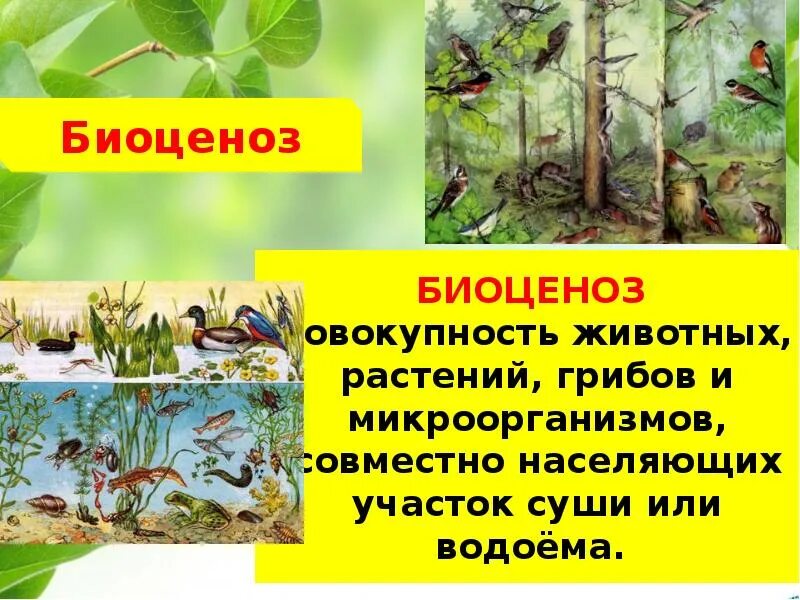 Различные биоценозы