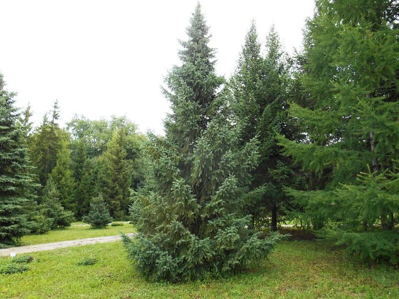 Ель черная (Picea Mariana) Nana. Picea Mariana Beissneri. Ель черная – p. Mariana Britt. (Picea nigra link.). Интересные факты про черную ель.