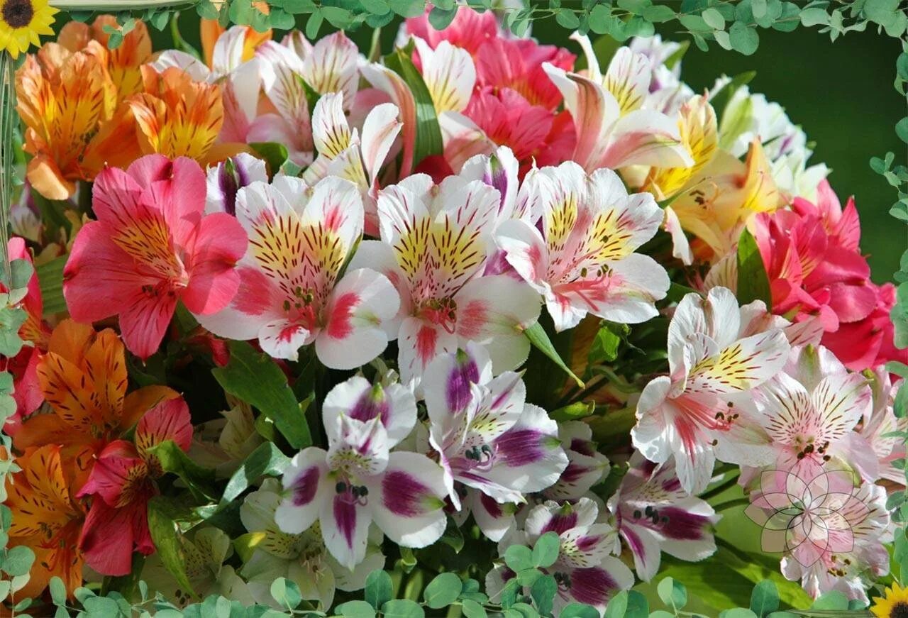 гексофилы разноцветные в вазе. гипсофила цветная. альстромерия каллисто. альстромерия элеганс. разноцветные ромашки букет.