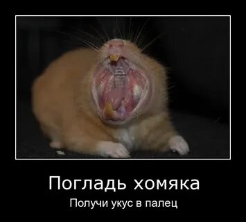 Укус хомяка опасен
