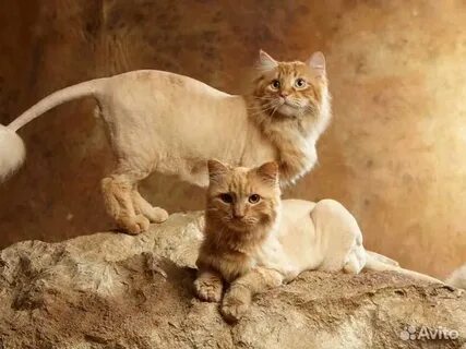 Львиный кот