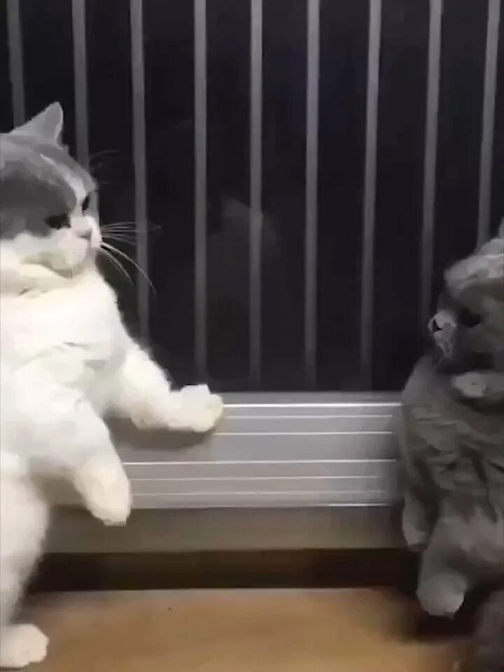Whose cat is that. Whose cat is that
