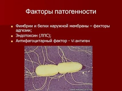 Факторы патогенности сальмонелл
