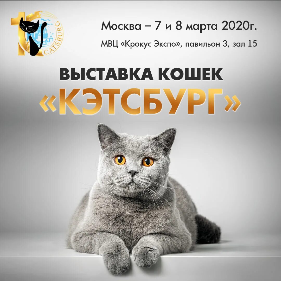 Выставка кошек экспо