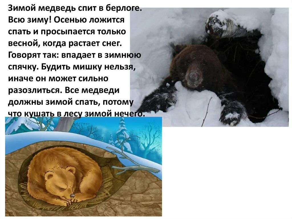 Сон медведь зимой. Мэдвэд в бэрлогэ взимнюю спиачкэ. берлога медведя. медведь зимой в берлоге. медведь зимой спит в берлоге.