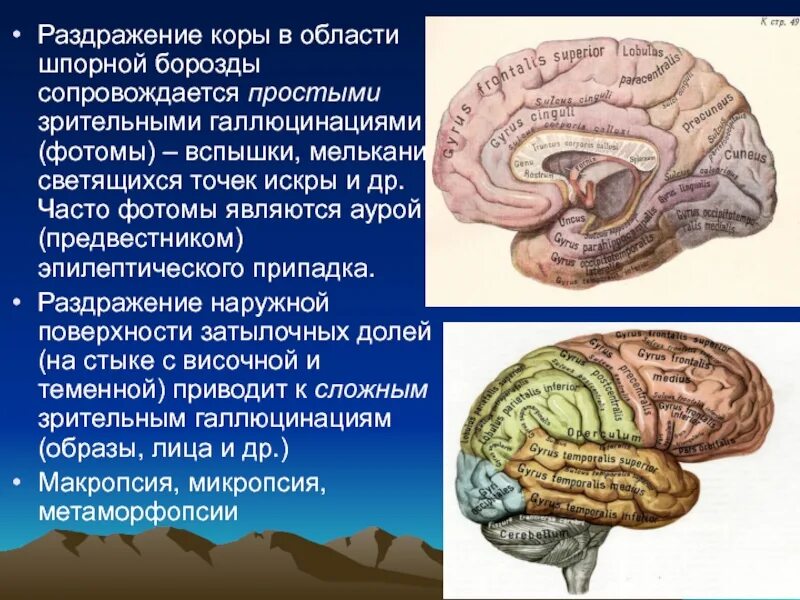 Восстановление коры мозга. Шпорная борозда. Шпорная борозда затылочной области коры. Раздражение коры.