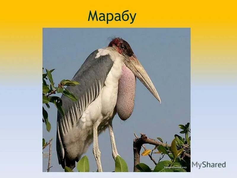 марабу и китоглав. марабу какой род. рекорды среди птиц. яванский марабу. род существительных кольраби.