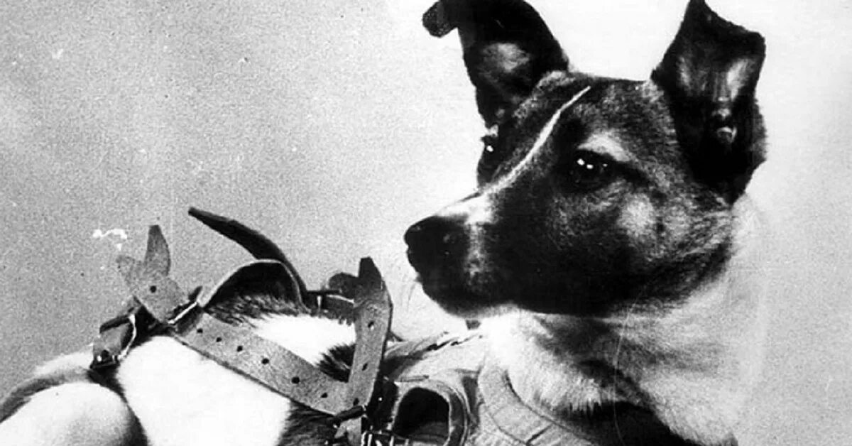 Первое живое существо совершившее космический полет. 1957 Лайка в космосе. Собака лайка 1957. Лайка первый космонавт. Первый полет лайки в космос.