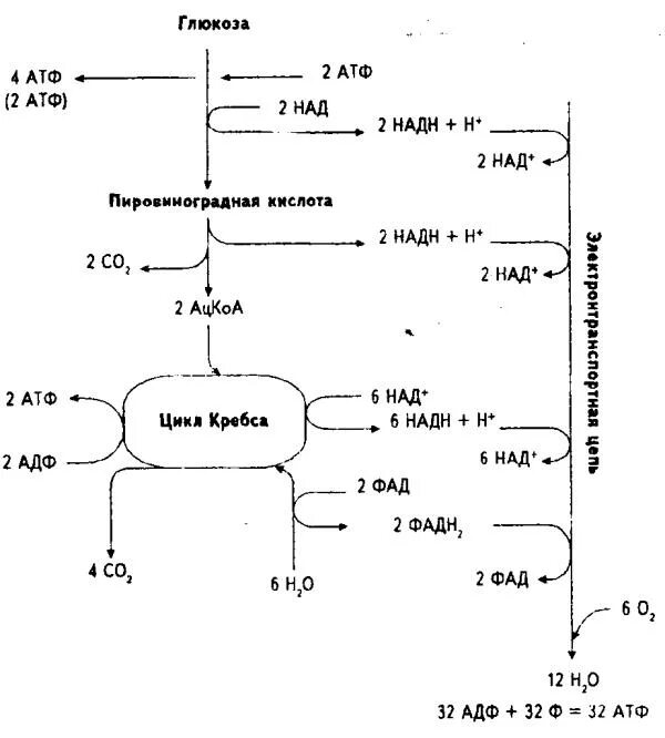 Пировиноградная кислота сколько атф. Цикл Кребса схема биохимия. Цикл Кребса АТФ. Окисление Глюкозы в цикле Кребса. Цикл Кребса ЕГЭ биология.