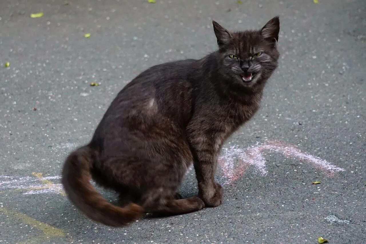 Почему кот нападает на кошку. Кот шипит. кошка насторожена. котенок вздыбил шерсть.