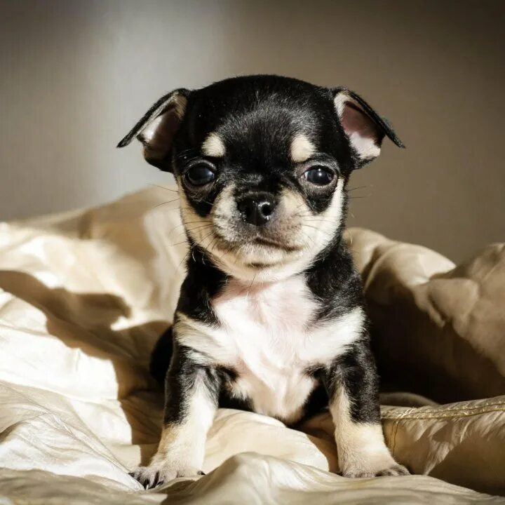 Нужна маленькая собачка. Щенки чихуахуа. Маленькая собачка чихуахуа. Порода собак чихуахуа. Чихуахуа пуппи.