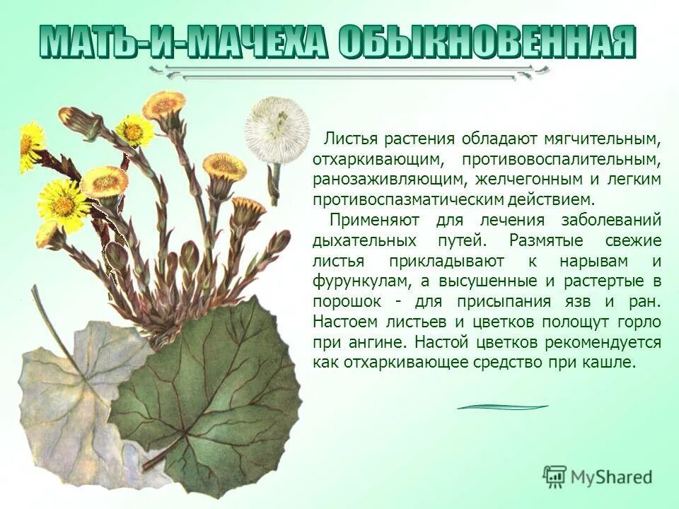 лекарственные растения обладающие действием. отхаркивающим действием обладают растения. лекарственные растения обладающие действием. классификация лечебных трав. лекарственные растения.