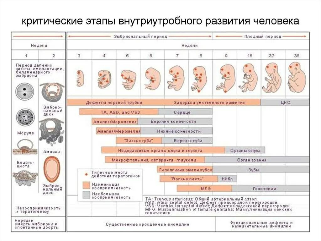 Как проходят триместры. Стадии внутриутробного развития схема. Периоды внутриутробного развития плода и эмбриона. Схема периодов внутриутробного развития плода. Периоды формирования органов у эмбриона.