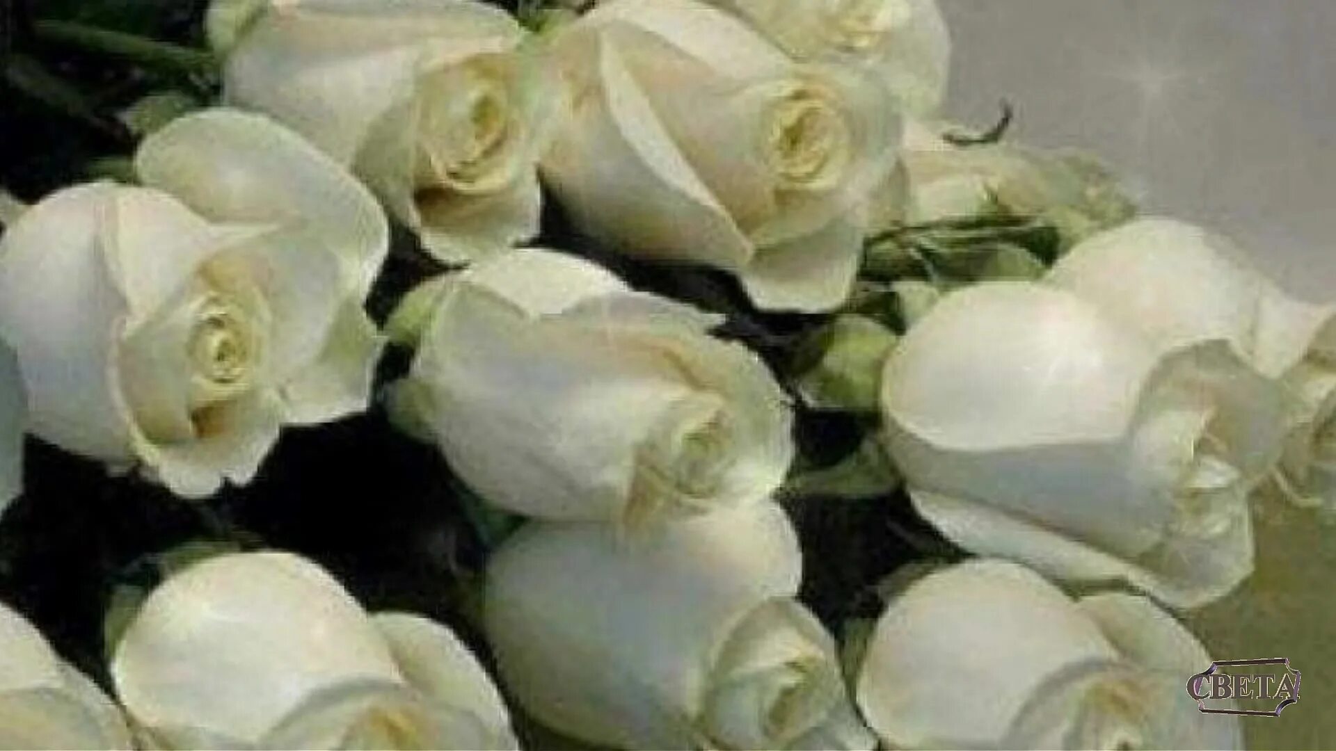 Слушать королева виктора букет из белых роз. Белые розы хромакея в мп4.