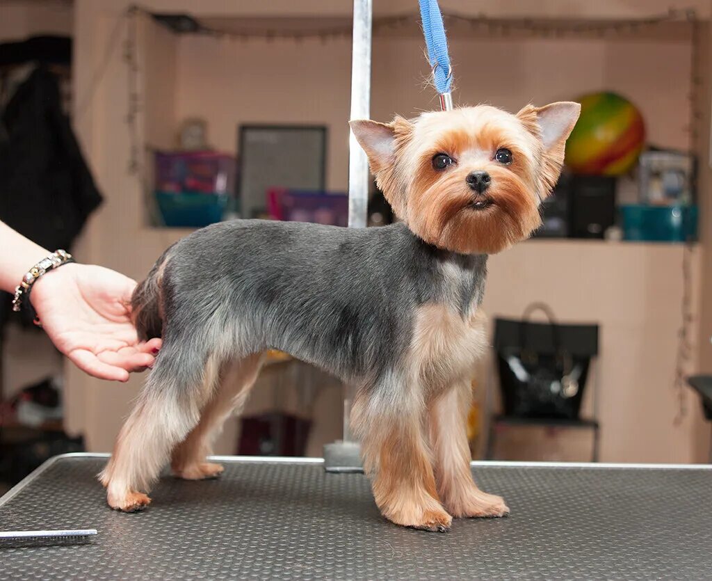 фокстерьер жесткошерстный нестриженный. груминг питер. подстриженная собака. грумер санкт петербург. грумеры собачьи стрижки.