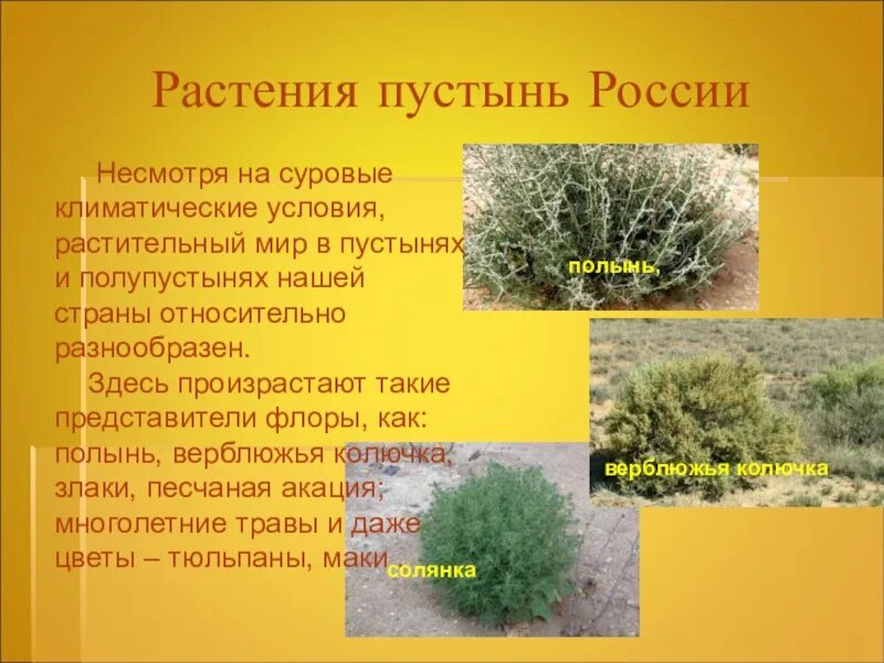 Природная зона пустыня растения. Растительность пустынь и полупустынь в России. Растения пустынь и полупустынь в России. Растительный мир пустыни и полупустыни в России. Растительный мир пустыни и полупустыни.