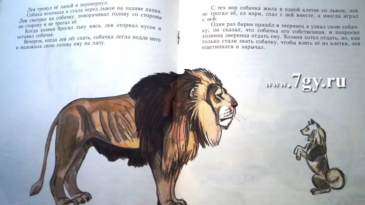 Рассказ толстого 6 букв на б. Лев Николаевич толстой Лев и собачка. Рассказ л.н.Толстого Лев и собачка. Сказка Льва Николаевича Толстого Лев и собачка. Лев и собачка толстой быль.