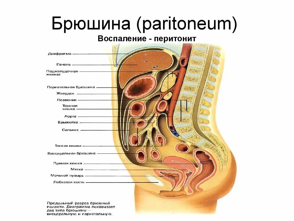 Строение брюшной полости у женщин. Строение брюшины топографическая анатомия. Ход брюшины анатомия. Брюшная полость париетальная брюшина. Ход листков брюшины.