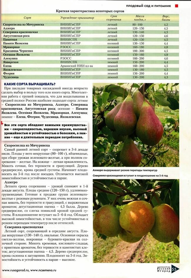 Груша шапка мономаха описание сорта. Груши дегустационная оценка. Дегустационная оценка яблок. Сроки цветения груши по сортам. Дегустационная оценка яблонь подмосковья.