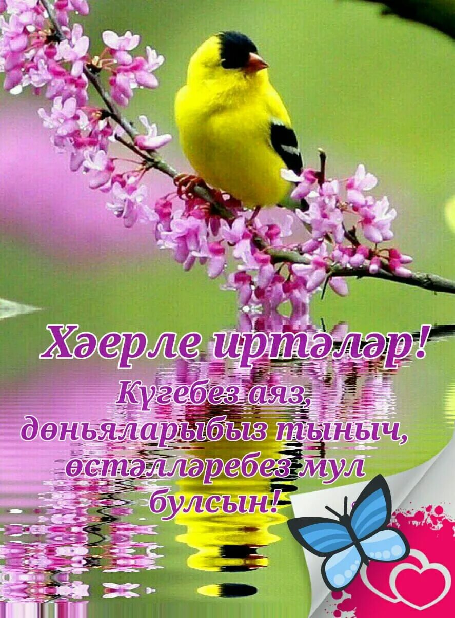 Открытки хәерле иртә на татарском языке. Доброе утро букеты цветов красивые. Хэерле иртэ на татарском. Хаерли иртэлэр. Открытки с добрым утром на татарском.
