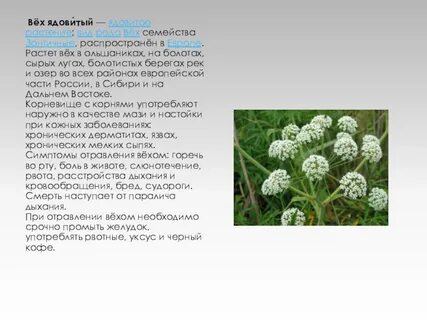 Ядовитые растения какое семейство