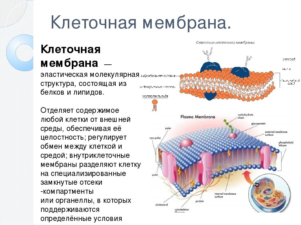 Какую функцию имеет оболочка. Клеточная мембрана строение и функции. Что такое клеточная мембрана в биологии 5 класс кратко. Что такое клеточная мембрана в биологии 5 класс. Строение клеточной мембраны биология.