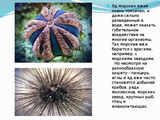 Выберите общие признаки моллюсков:1. Характерно реактивное движение 2. Есть през