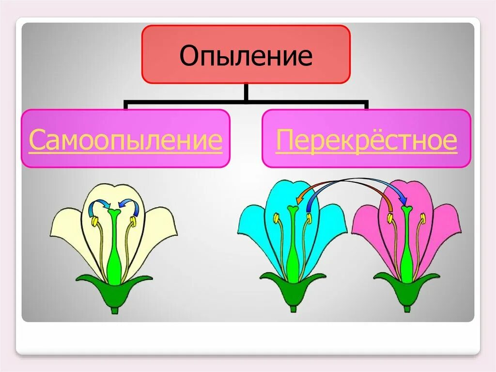 Опыление растений самоопыление. Самоопыление двудольных растений. Самоопыление и перекрестное опыление. Опыление цветковых растений. Схема самоопыления хвойные