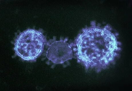 Нейтрализующее коронавирус