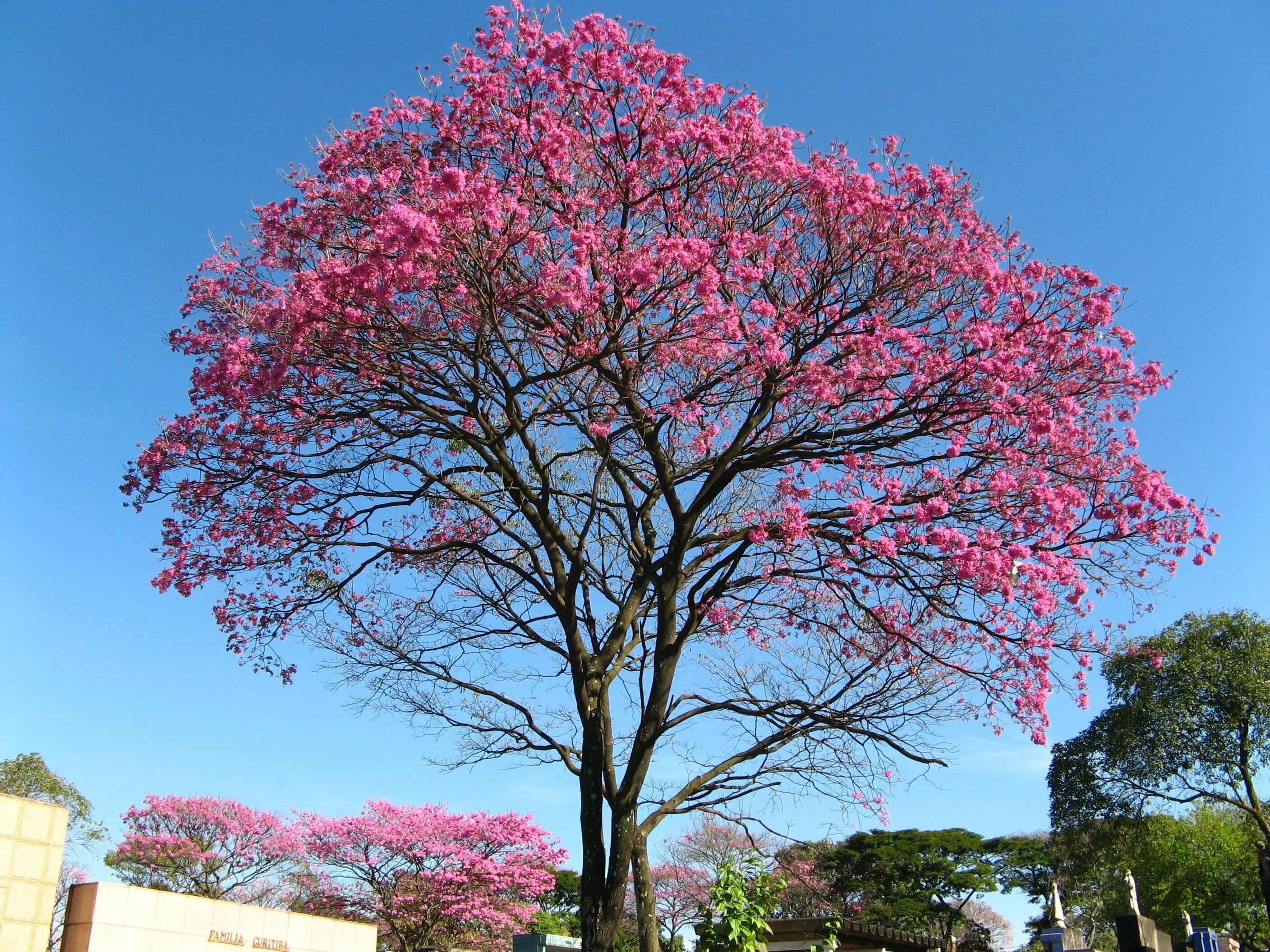 Деревья в южной америке названия. Табебуйя дерево. Муравьиное дерево табебуйя. Handroanthus impetiginosus.